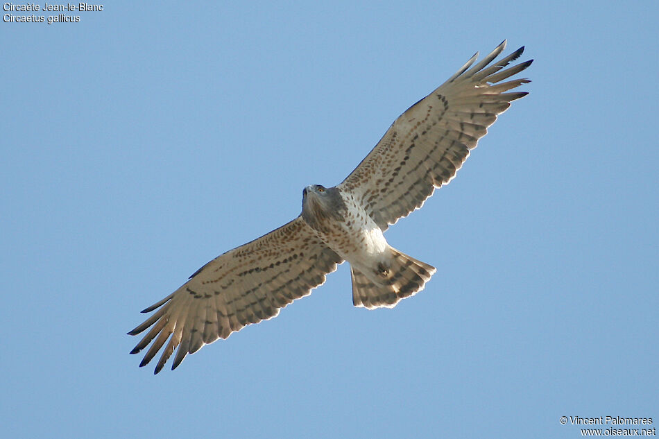 Short-toed Snake Eagle