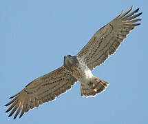 Short-toed Snake Eagle