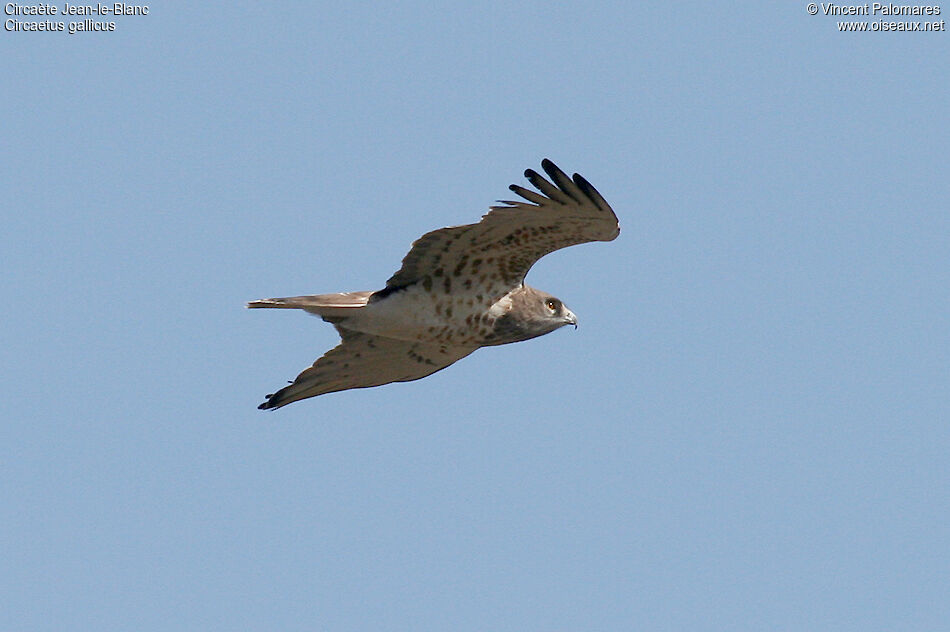 Short-toed Snake Eagle