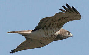 Short-toed Snake Eagle