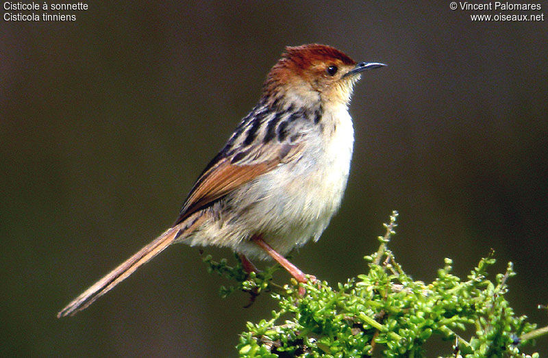 Levaillant's Cisticola