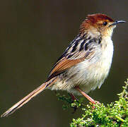 Levaillant's Cisticola