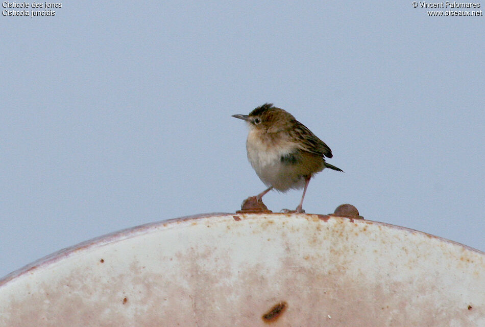 Zitting Cisticola