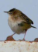 Zitting Cisticola