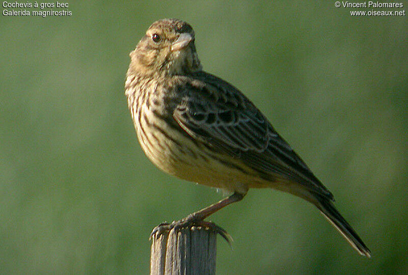 Large-billed Lark