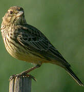 Large-billed Lark