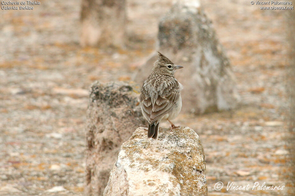 Thekla's Lark