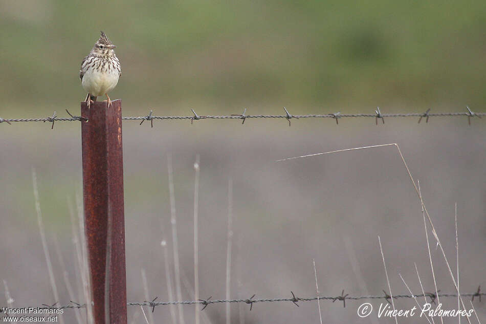 Thekla's Larkadult, Behaviour