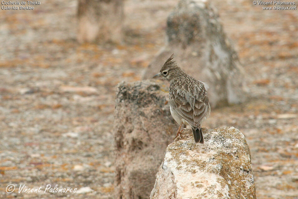 Cochevis de Thékla