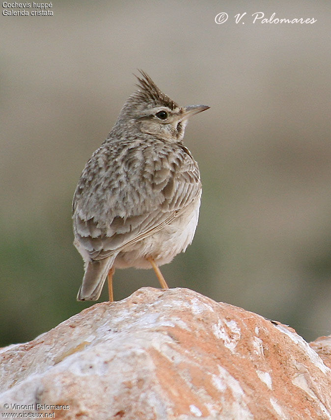 Cochevis huppé