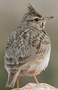 Crested Lark