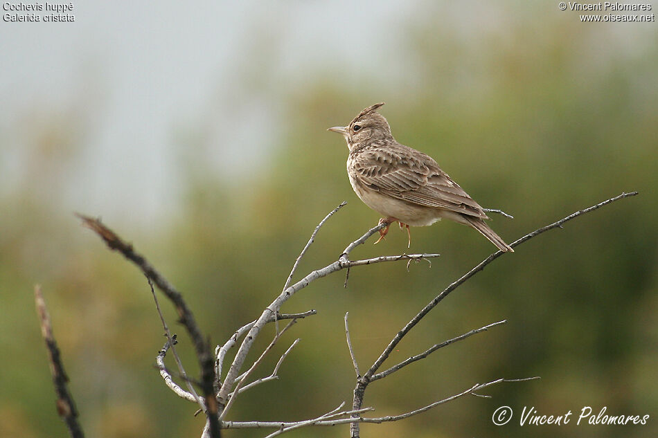 Cochevis huppé