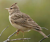 Crested Lark