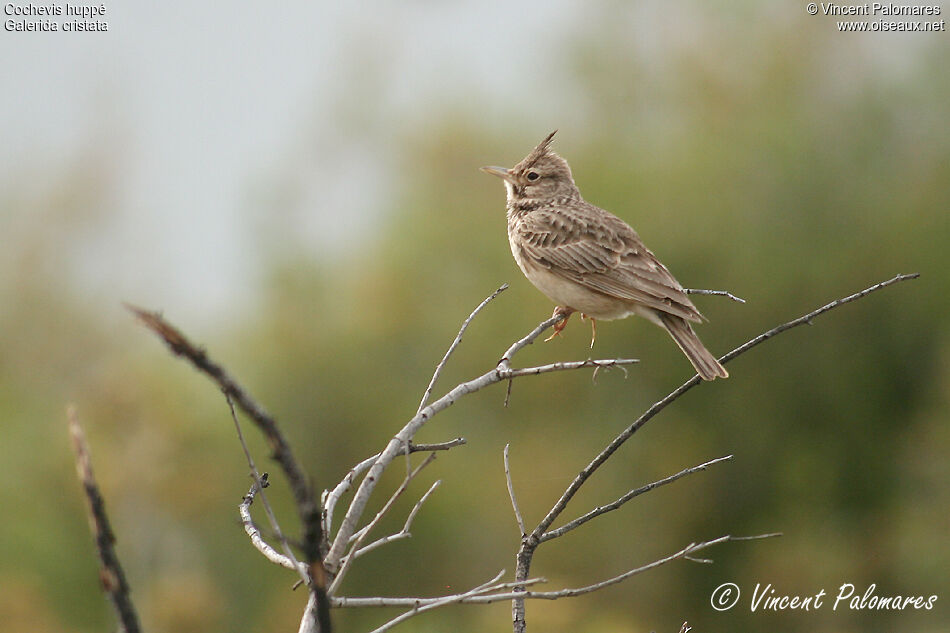 Crested Lark, song