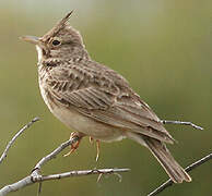 Crested Lark