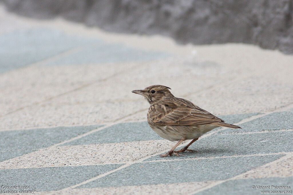 Crested Lark