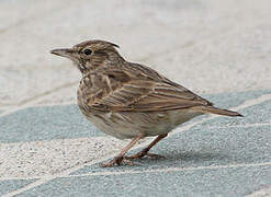 Crested Lark