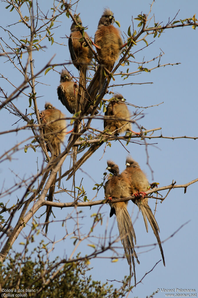 White-backed Mousebird