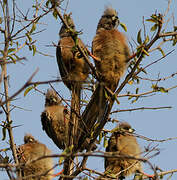 White-backed Mousebird