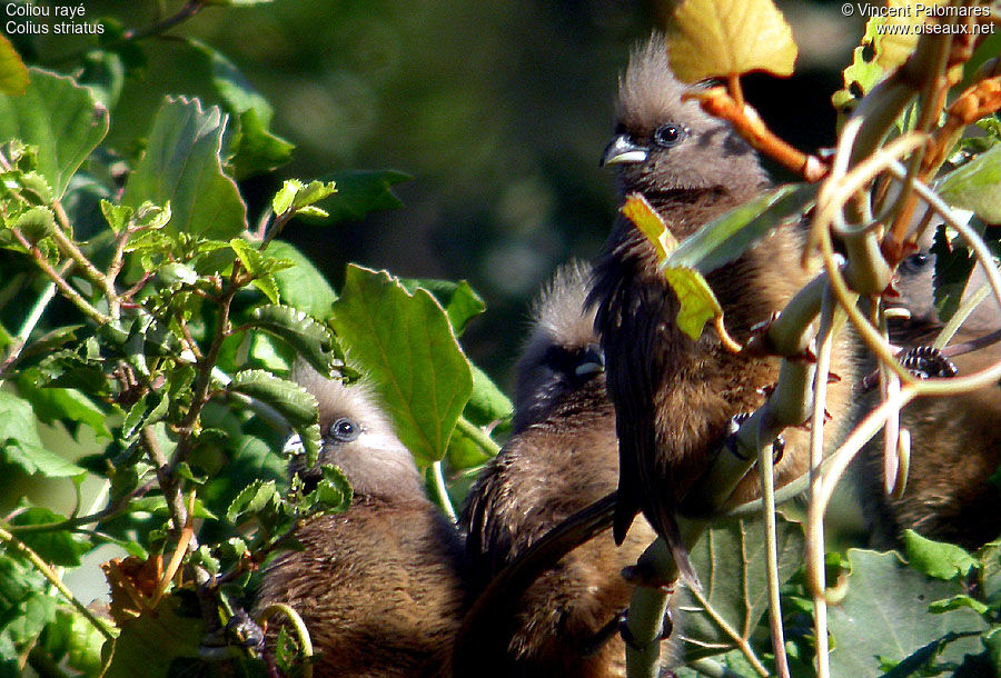 Speckled Mousebird