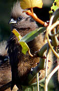 Speckled Mousebird