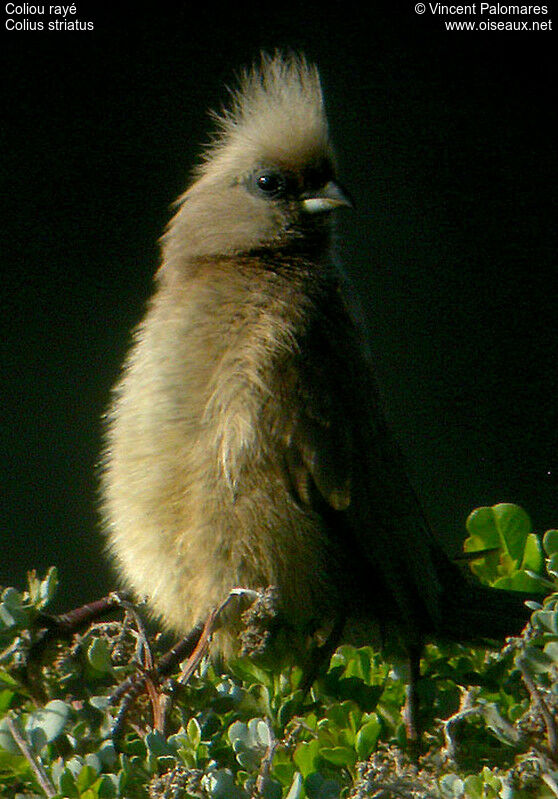 Speckled Mousebird