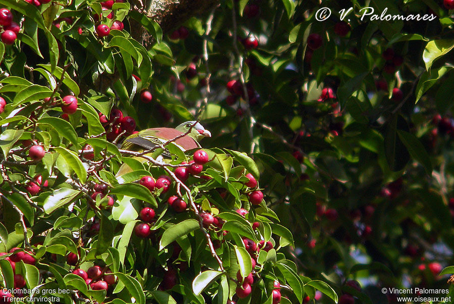 Thick-billed Green Pigeon