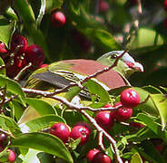 Thick-billed Green Pigeon