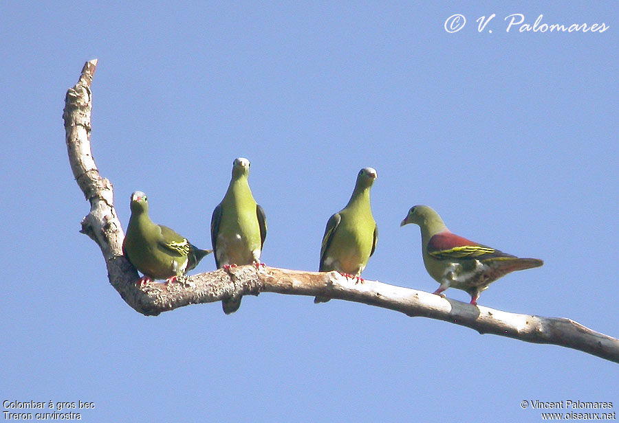 Thick-billed Green Pigeon