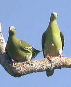 Thick-billed Green Pigeon