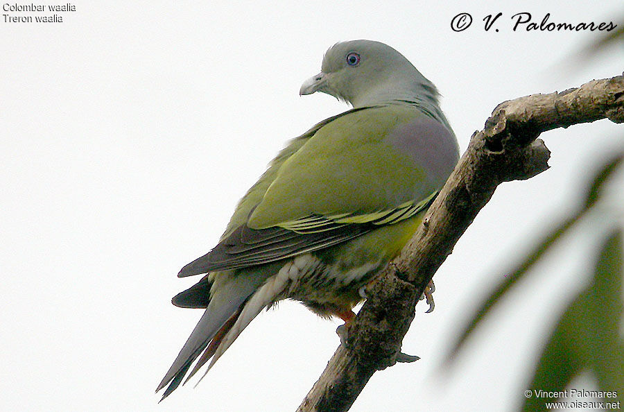 Bruce's Green Pigeon