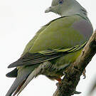 Colombar waalia