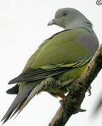 Bruce's Green Pigeon