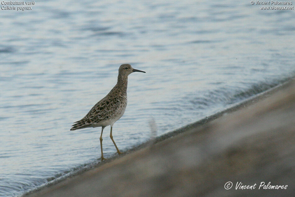 Ruff female