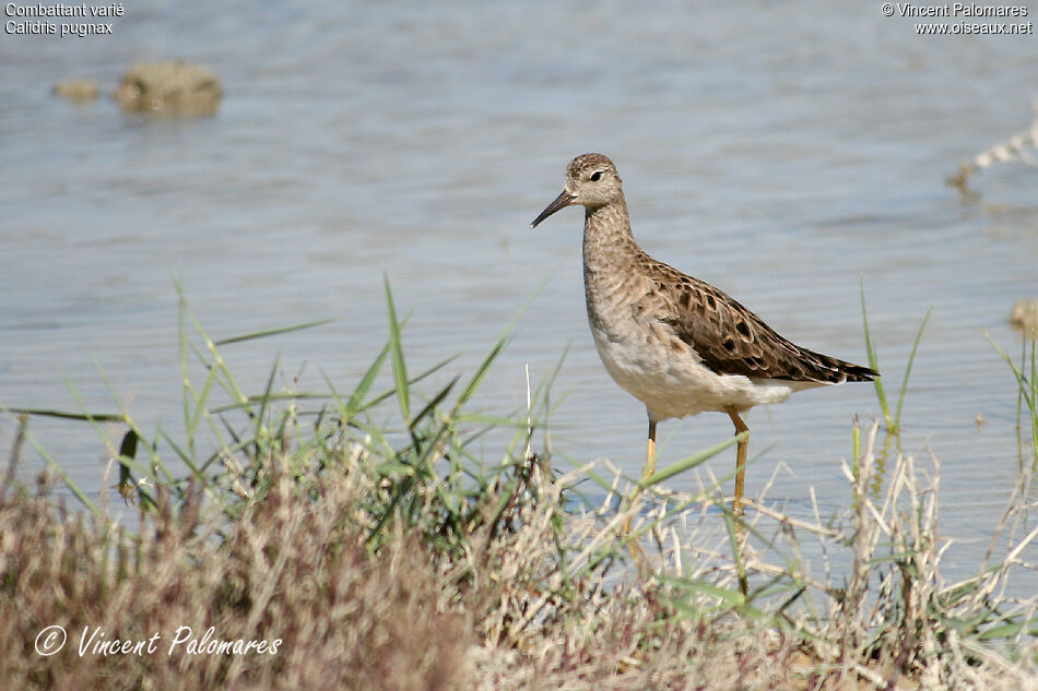 Ruff female adult