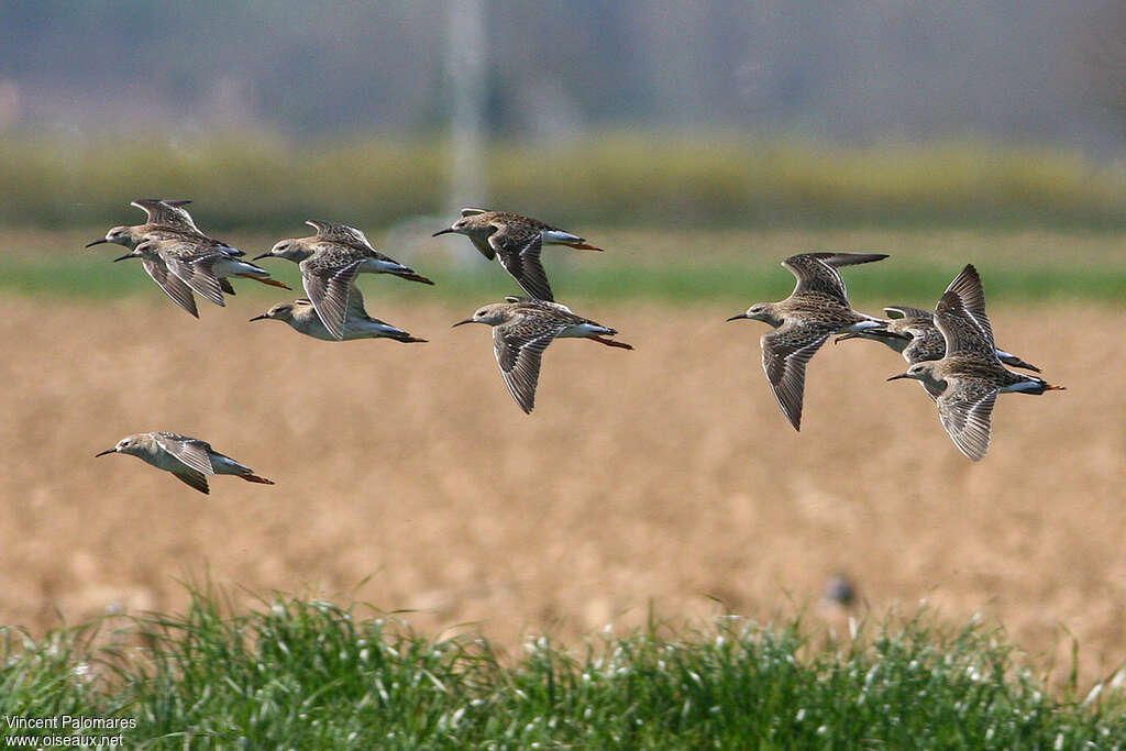 Ruffadult post breeding, Flight