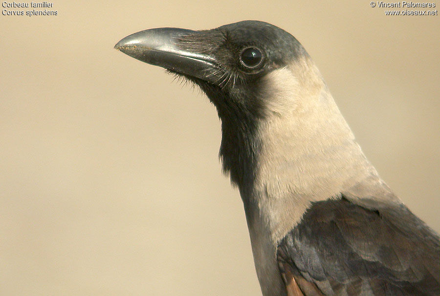 House Crow