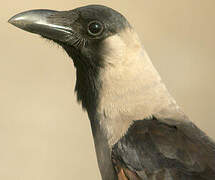 House Crow