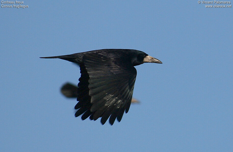 Corbeau freux