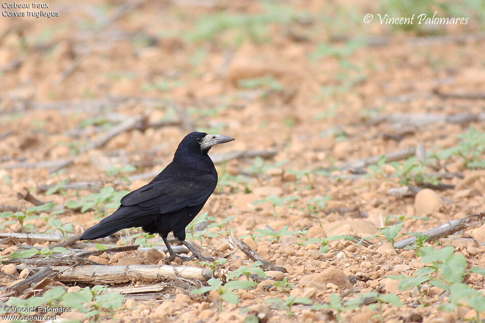 Corbeau freux