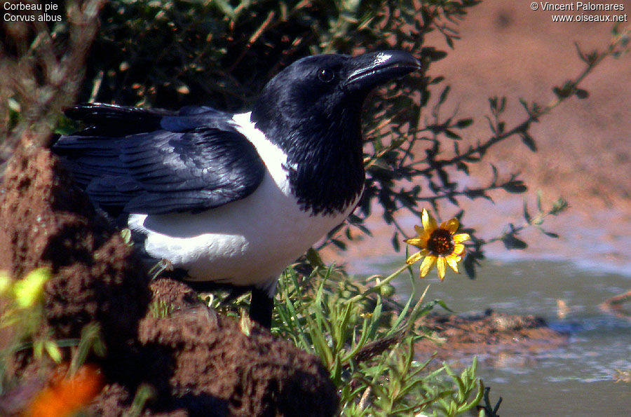 Pied Crow