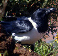 Pied Crow