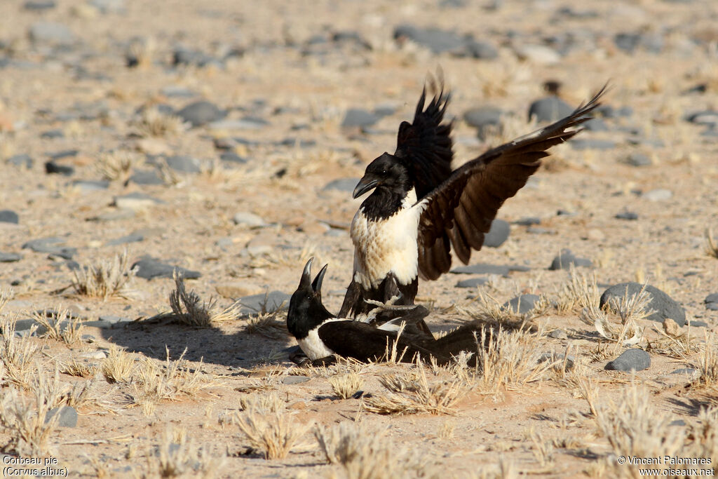 Pied Crow