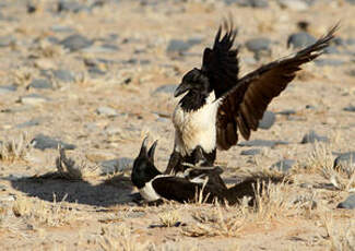 Corbeau pie