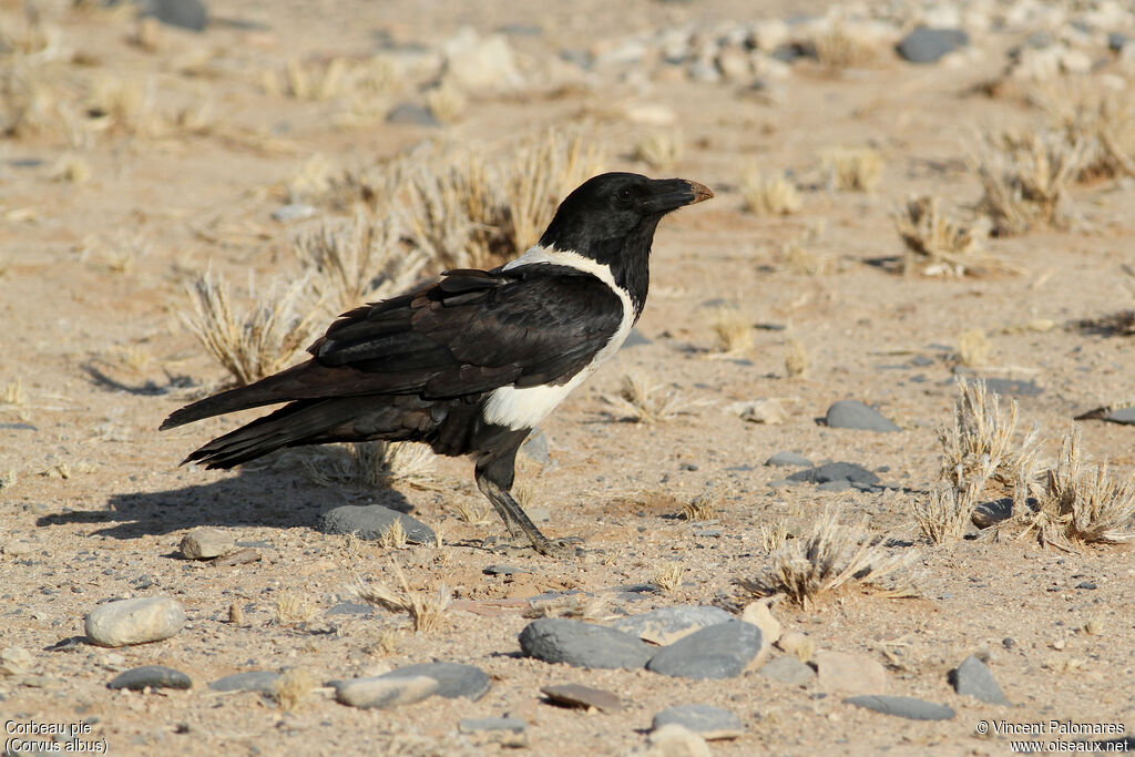 Corbeau pie