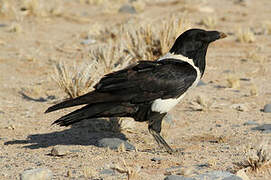 Pied Crow