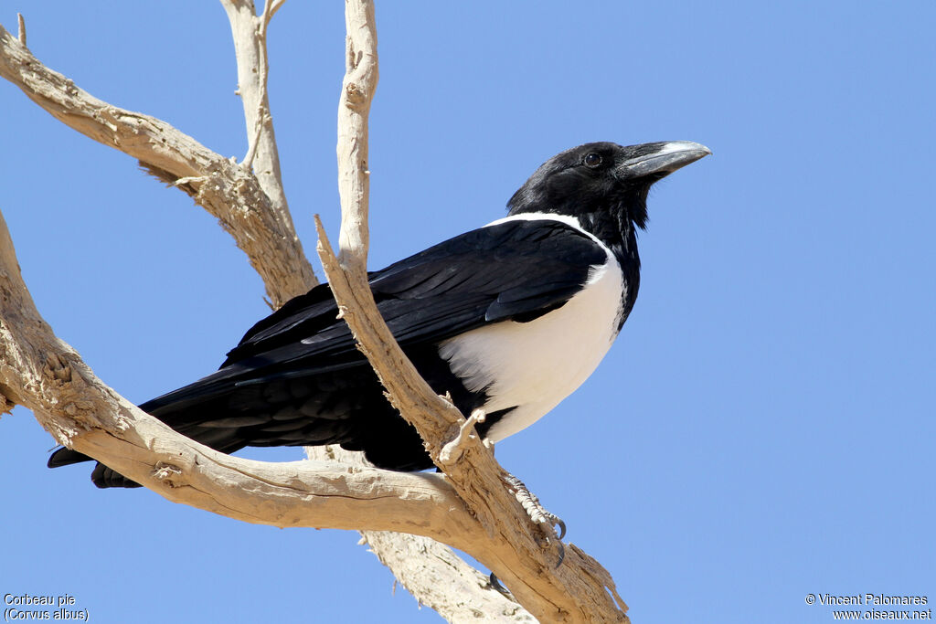 Corbeau pie