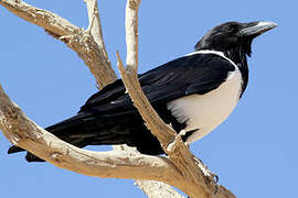 Pied Crow