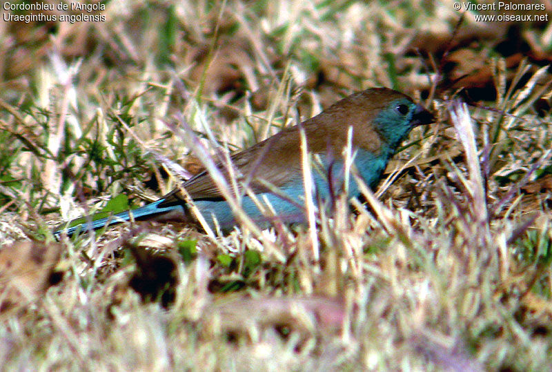 Blue Waxbill