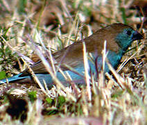 Blue Waxbill